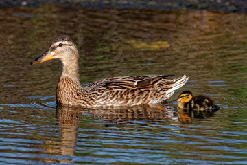 A Mallard Duck swims with a duckling. These ducks can be found in both rural and urban areas.
