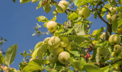 Ripe yellow green apples growing in the woods, summer day