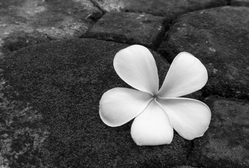 Plumeria flower on stone green moss black and white color tone,