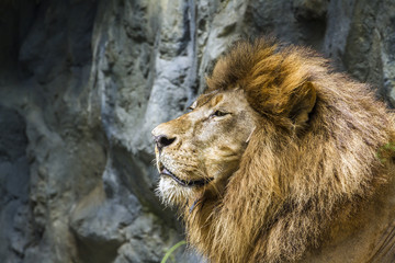 African lion in Chiang Mai zoo, Thailand
