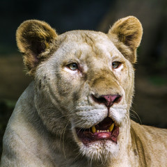 African white lioness in Chiang Mai zoo, Thailand