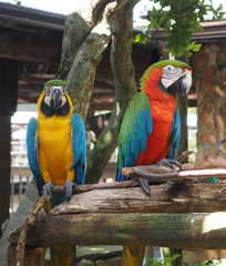 two macaw parrots perched on a wood limb