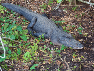 closeup of an alligator on land