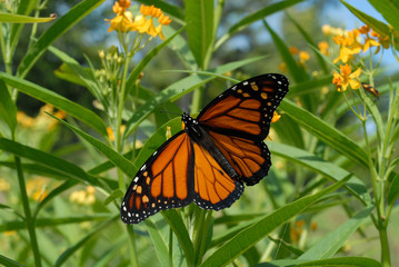 male monarch butterfly, with wings spread, on yellow tropical milkweed plants