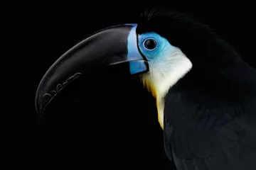 Zelfklevend Fotobehang Close-up Channel-billed Toucan, Ramphastos vitellinus, portret van vogel met grote snavel geïsoleerd op zwarte achtergrond © seregraff