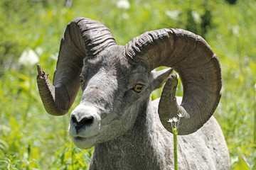 Closeup of Bighorn Sheep