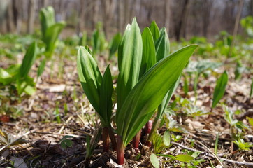 行者にんにく(アイヌネギ)
