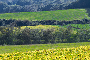 ひまわり畑と丘の風景 / 北海道 千歳市 パレットの丘
