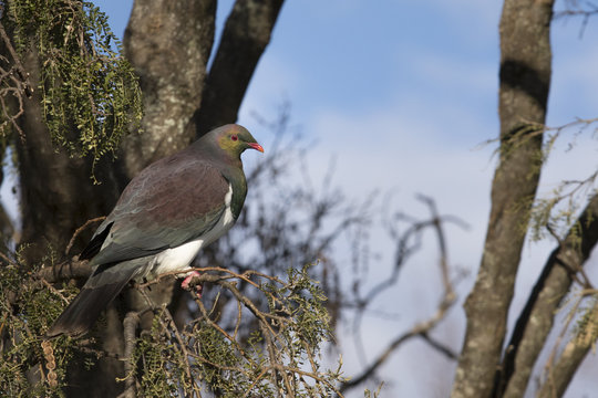 new zealand pigeon birds in te anua lake fiordland national park