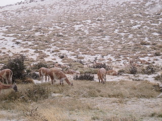Guanacos in Chilean Patagonia