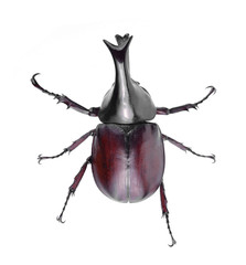 Rhinoceros beetle on white background