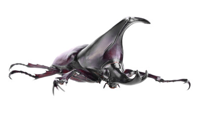 Rhinoceros beetle on white background