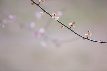 梅の花