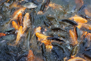 Vietnam fish farming