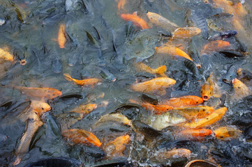 Vietnam fish farming
