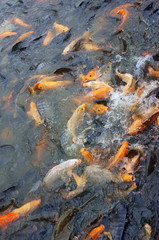 Vietnam fish farming