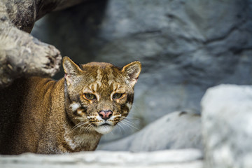 Asian golden cat Chiang Mai Zoo, Thailand