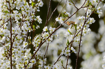 Apple Blossoms with butterfly, wide view