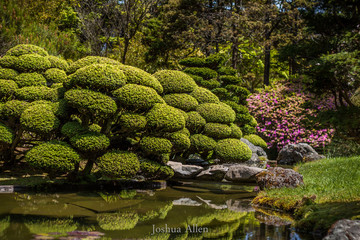 Japanese Tea Gardens