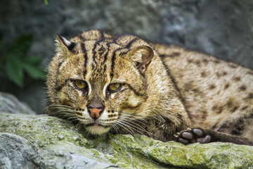 Fishing cat in Chiang Mai Zoo, Thailand