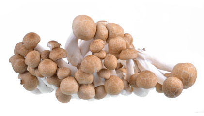shimeji mushrooms on white background.