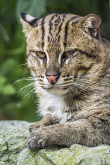 Fishing cat in Chiang Mai Zoo, Thailand