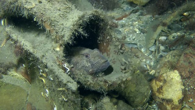 Goby using the ancient amphora as a house.

