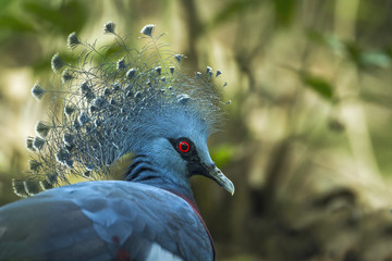 Victoria crowned pigeon in Chiang Mai zoo, Thailand