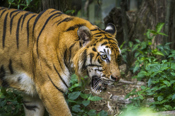 Fototapeta na wymiar Bengal tiger in Chiang Mai zoo, Thailand
