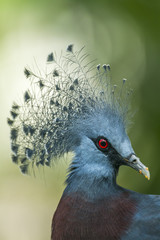Victoria crowned pigeon in Chiang Mai zoo, Thailand