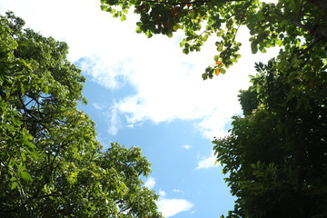 Obraz premium Tree branches to the sky.