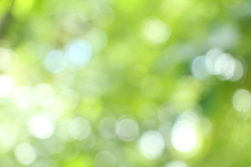 Green bokeh background.