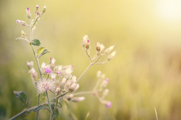 meadow flowers in soft warm light. Vintage autumn landscape blur