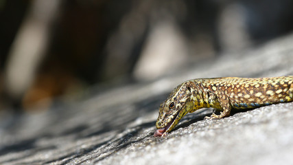 Common lizard licking a granite rock