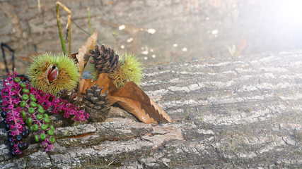 Fall background with dead leaves, chestnuts and autumn flowers on tree logs