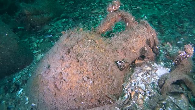 Ancient Greek amphora partially submerged in shelly soil.
