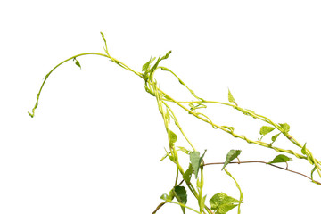 vine plants isolate on white background
