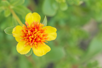 Sunset with flower. Soft Focus