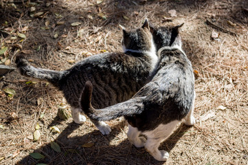Stray cats expressing affection
