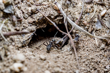 an ant in front of the nest entrance