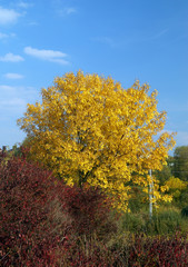 Big yellow tree in sunny day.