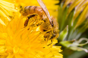 A honey bee on a dandelion flower
