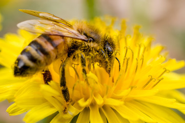 A honey bee on a dandelion flower