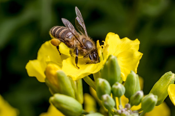 a honey bee on cabbage flowers