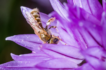 a sweat bee on chive flowers