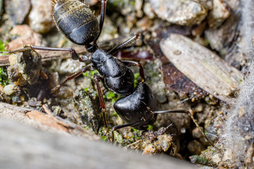 A soldier ant, Camponotus japonicus, is investigating a rotten earthworm.
