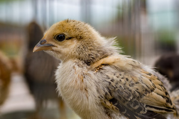 A chick of Korean Ogol chicken which is indigenous to Korea.