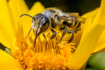 A leaf-cutter bee
