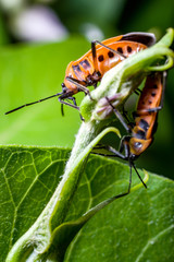 Orange colored seed bugs mating on milkweed 