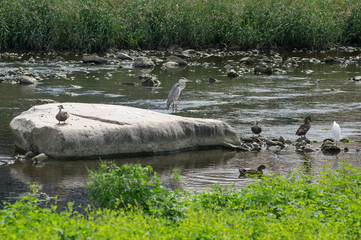 Fototapeta premium A heron, a little egret, mallard ducks